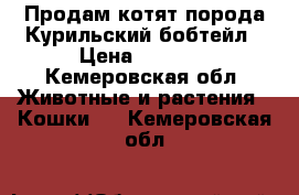 Продам котят порода Курильский бобтейл › Цена ­ 3 000 - Кемеровская обл. Животные и растения » Кошки   . Кемеровская обл.